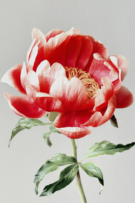 【预售！4.20起陆续发出】树莓冰沙 【人间四月天，芍药铺庭前】简小姐精选稀有渐变梅子色 树莓冰沙 2件包邮 顺丰空运 商品图1