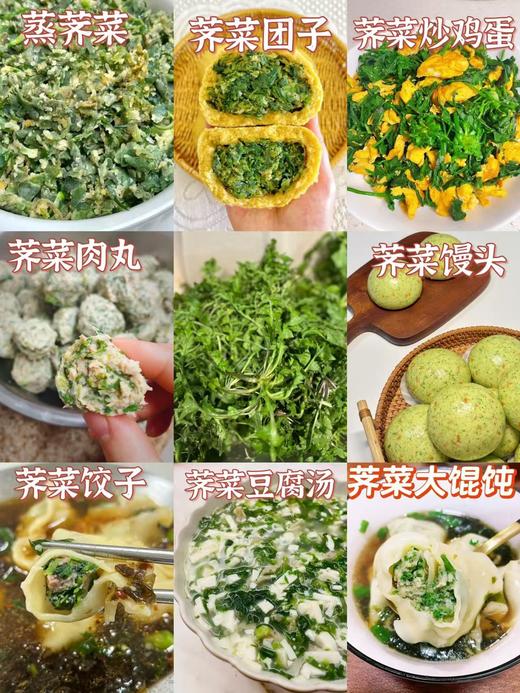 春季鲜荠菜 商品图4