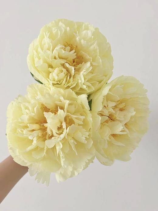 【预售！4.20起陆续发出】柠檬雪纺【人间四月天，芍药铺庭前】简小姐精选柠檬黄色新品 柠檬雪纺 2件包邮 顺丰空运 商品图4