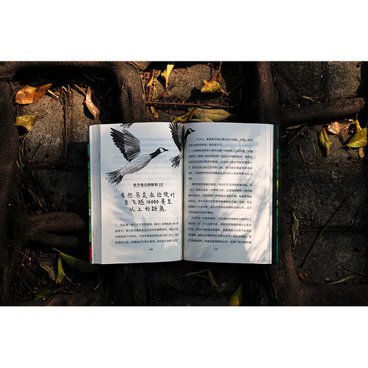 【独秀书香卡】魔法象·故事森林  寻找夜莺 8-14岁 心灵成长 生命教育 情感治愈 亲子沟通 商品图5