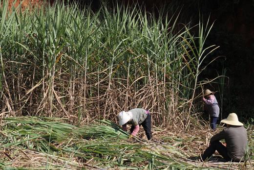 云南非遗原汁红糖——山野之间有甘甜 商品图3