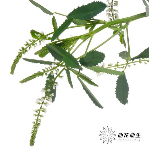 叶材 | 鼠刺 商品图4