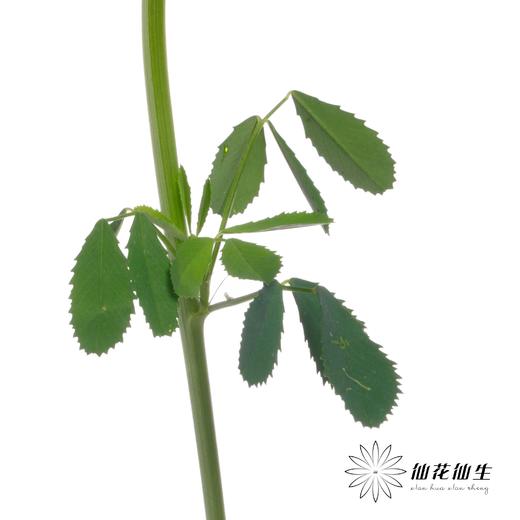 叶材 | 鼠刺 商品图6