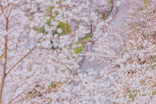 2025氧气旅行团——“春游余姚 花‘漾’宠你”四明山之旅 商品图0