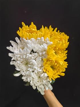 广州黄白菊花批发50扎起发货运费到付（批发）