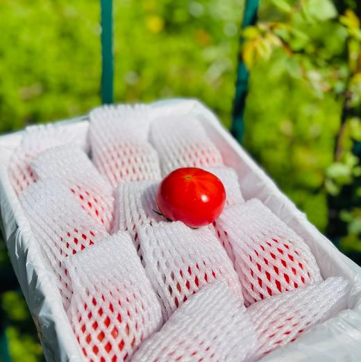 “佳垦炎梦番茄”🍅色泽晶莹，一口咬下去甘甜汁水在口内爆浆，香甜的滋味完全就是小时候菜园里面的味道这么神仙好吃的番茄你一定要尝尝~ 商品图4