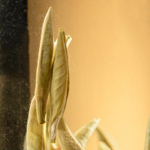 福鼎白茶 白毫银针  250g/盒 商品图6