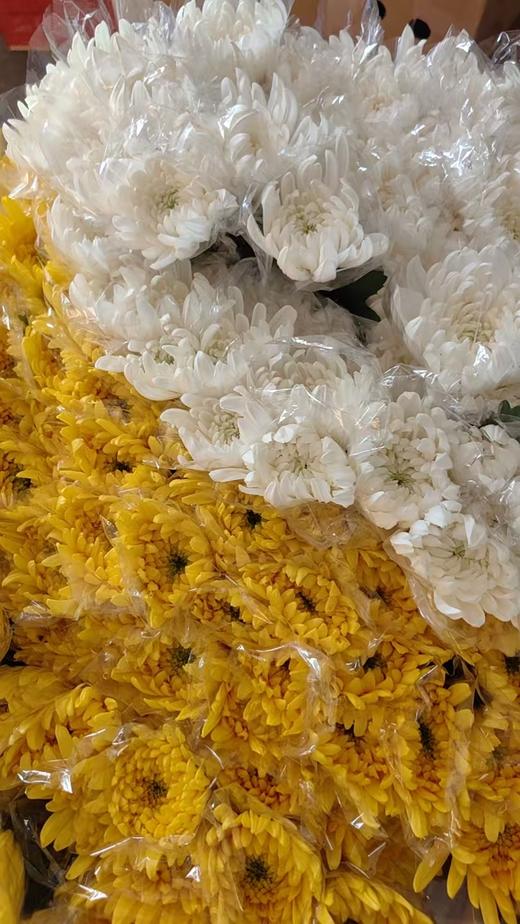 广州黄白菊花批发50扎起发货运费到付（批发） 商品图2