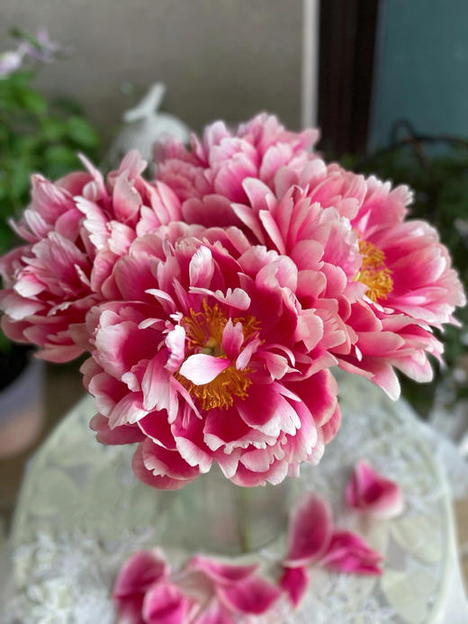 【预售！4.20起陆续发出】树莓冰沙 【人间四月天，芍药铺庭前】简小姐精选稀有渐变梅子色 树莓冰沙 2件包邮 顺丰空运 商品图2