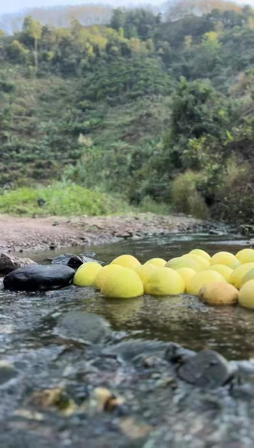 【生态种植云南青柚】口感清甜 水分饱满 好吃健康 生态种植无黑科技柚子！外观丑丑的介意慎拍 商品图10