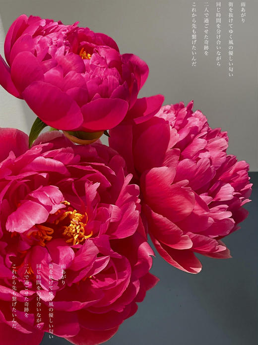 【预售！4.20起陆续发出】树莓冰沙 【人间四月天，芍药铺庭前】简小姐精选稀有渐变梅子色 树莓冰沙 2件包邮 顺丰空运 商品图3