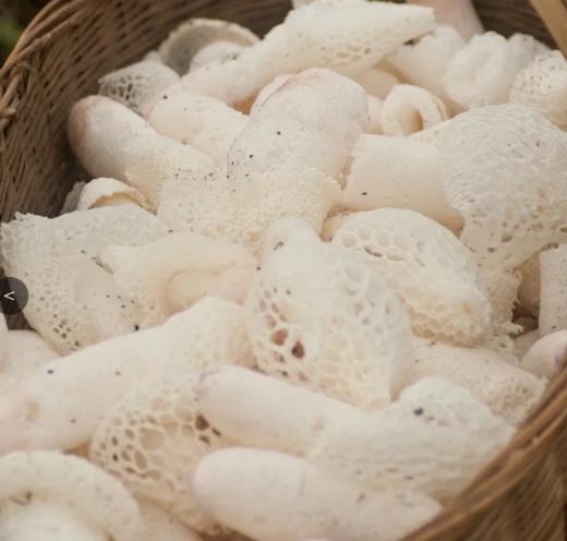 短裙竹荪肉厚/肉厚味浓鲜甜/煲汤/90g/非福建竹荪 商品图3