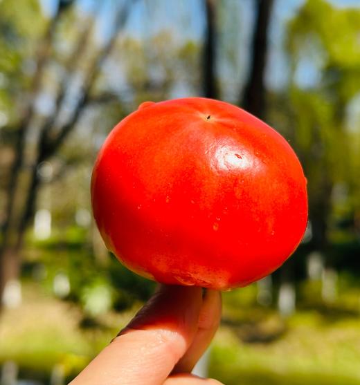 “佳垦炎梦番茄”🍅色泽晶莹，一口咬下去甘甜汁水在口内爆浆，香甜的滋味完全就是小时候菜园里面的味道这么神仙好吃的番茄你一定要尝尝~ 商品图2