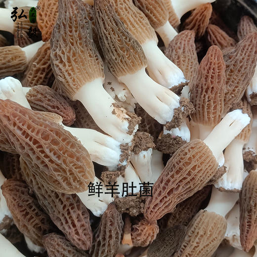 【弘毅六不用生态农场】六不用 羊肚菌 商品图1