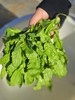 春季鲜荠菜 商品缩略图0