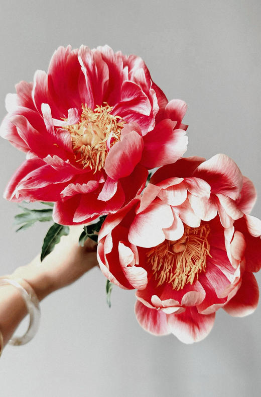 【预售！4.20起陆续发出】树莓冰沙 【人间四月天，芍药铺庭前】简小姐精选稀有渐变梅子色 树莓冰沙 2件包邮 顺丰空运 商品图0