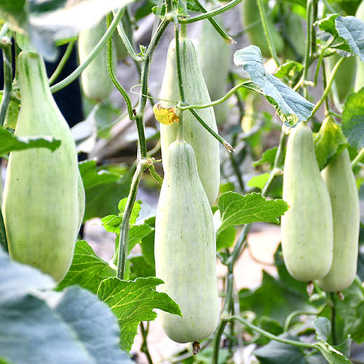 【分仓直发包邮】博洋61号山东羊角蜜3斤（3-5个） 商品图1