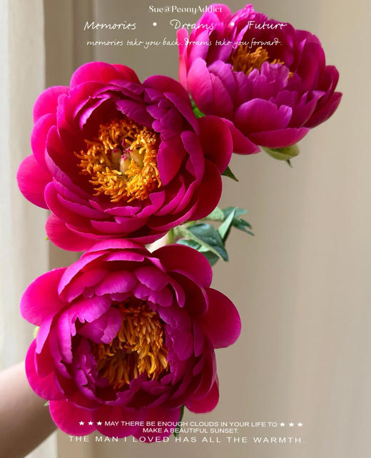 【预售！4.20起陆续发出】树莓冰沙 【人间四月天，芍药铺庭前】简小姐精选稀有渐变梅子色 树莓冰沙 2件包邮 顺丰空运 商品图4