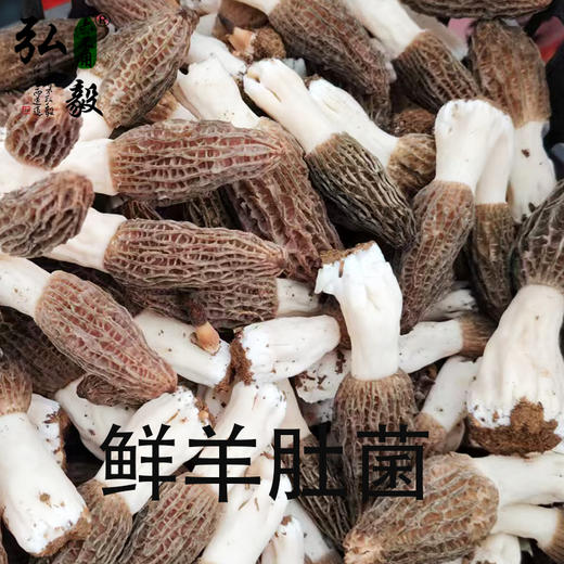 【弘毅六不用生态农场】六不用 羊肚菌 商品图0