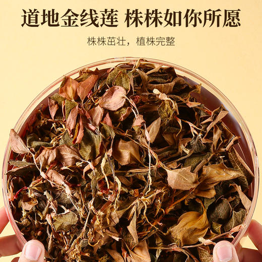 【精品礼盒装】金线莲整株原茶 福建漳州林下高品质金线莲 15项专业机构检测认证 0农残更安心 商品图8