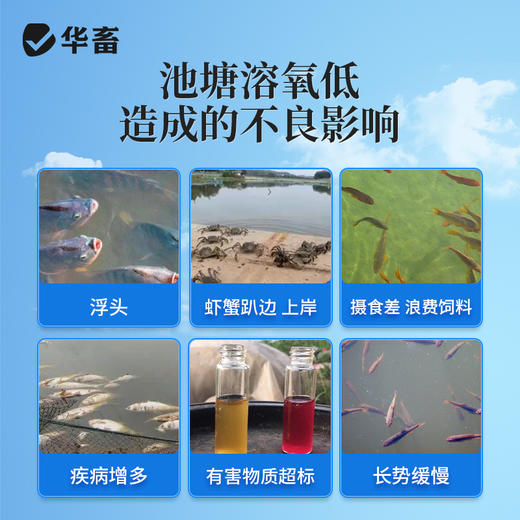 华畜增氧颗粒水产养殖增氧片粒粒氧鱼虾蟹塘垂钓制氧打窝过碳酸钠 商品图1
