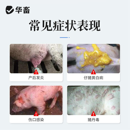 华畜兽药80万单位青霉素钾注射用猪牛羊猫狗鸡鸭抗菌消炎混合感染 商品图1