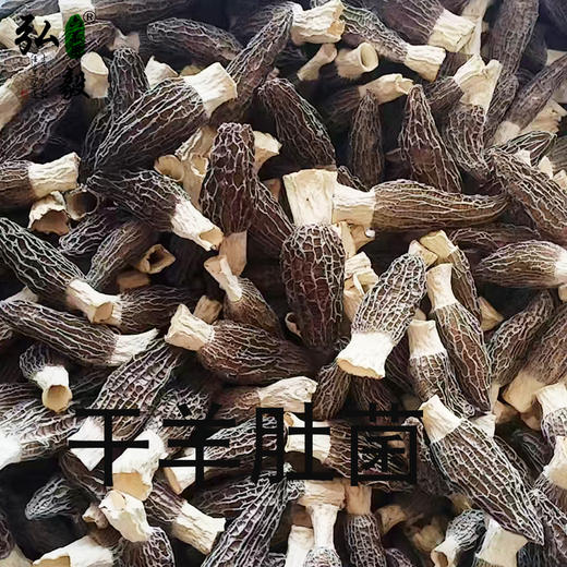 【弘毅六不用生态农场】六不用 羊肚菌 商品图2