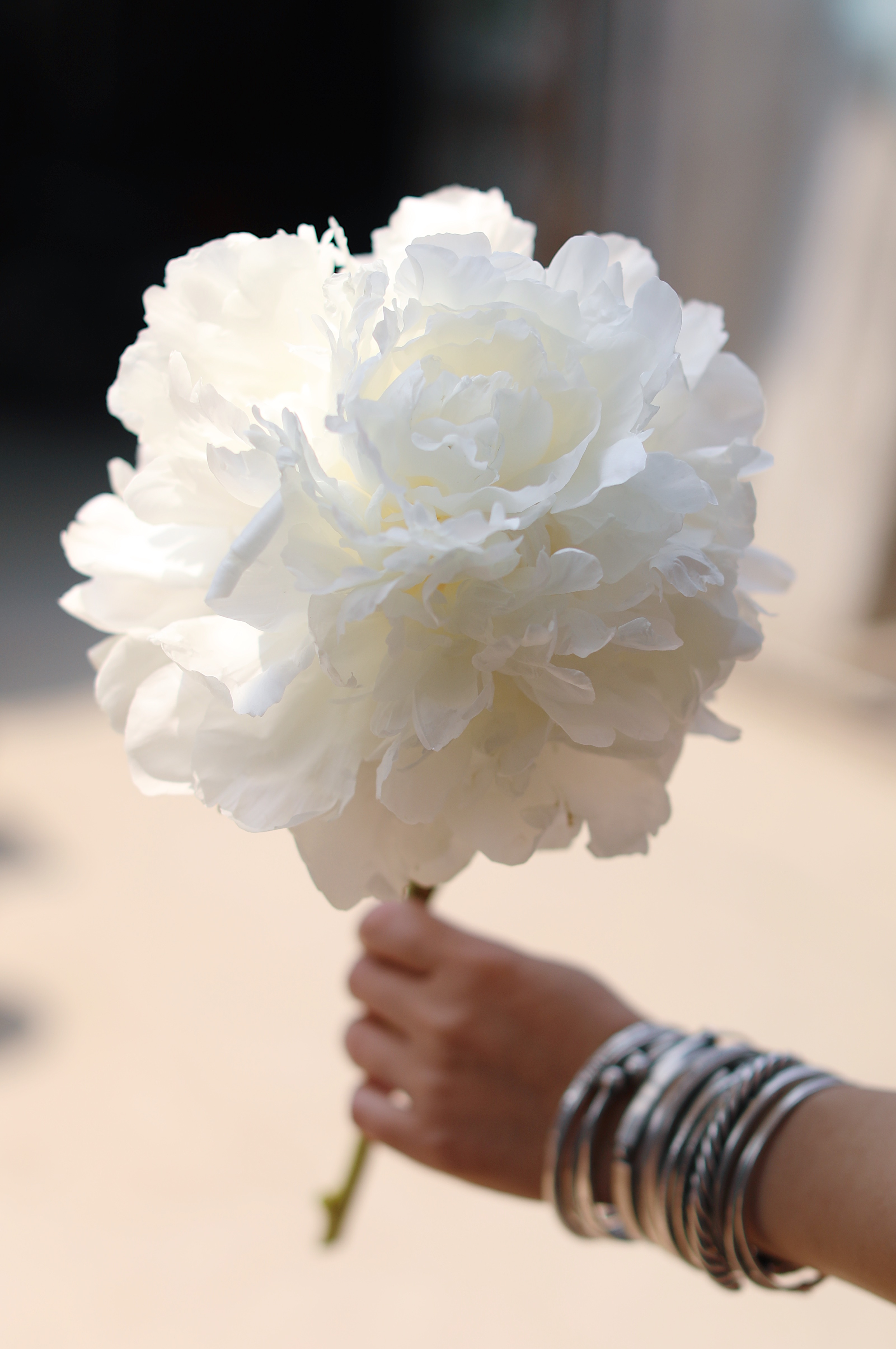 【预售！4.20起陆续发出】婚纱芍药【从今以后，各种辛苦就会像漫长的雨，但只要和你在一起，我就能忍受】简小姐命名的白芍药 婚纱 2件包邮 顺丰空运