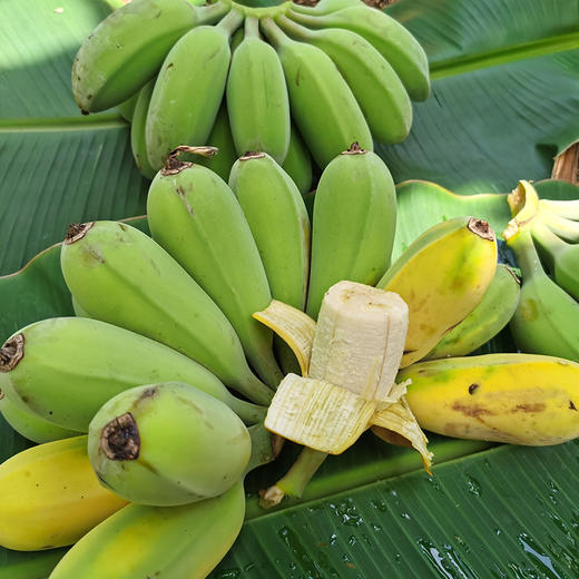 【分仓直发包邮】广西苹果蕉（香蕉）2斤（10-20根） 商品图5