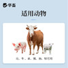 华畜兽药80万单位青霉素钾注射用猪牛羊猫狗鸡鸭抗菌消炎混合感染 商品缩略图2