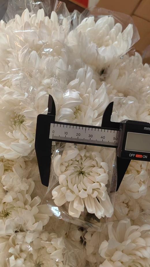 广州黄白菊花批发50扎起发货运费到付（批发） 商品图11