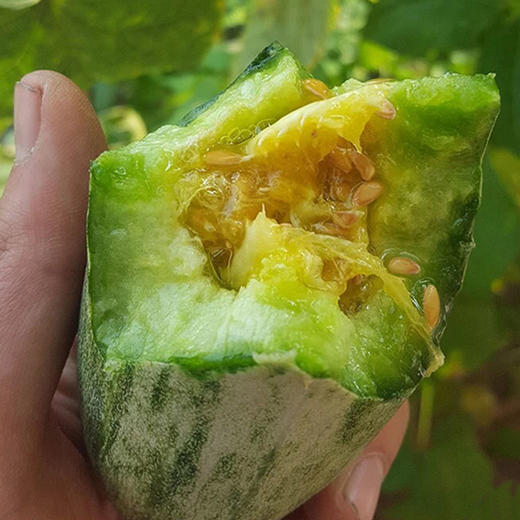 【分仓直发包邮】博洋61号山东羊角蜜3斤（3-5个） 商品图3