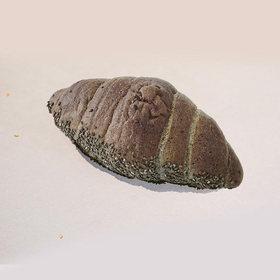 初饭面包兑换券