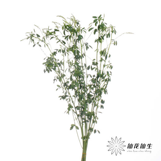 叶材 | 鼠刺 商品图5