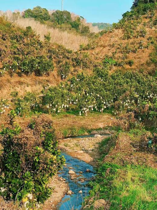 【生态种植云南青柚】口感清甜 水分饱满 好吃健康 生态种植无黑科技柚子！外观丑丑的介意慎拍 商品图5