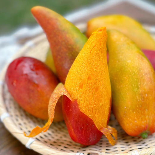 【分仓直发包邮】海南辣椒芒2斤装（1斤约10个） 商品图0