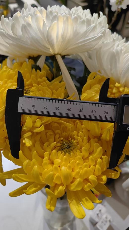 广州黄白菊花批发50扎起发货运费到付（批发） 商品图5