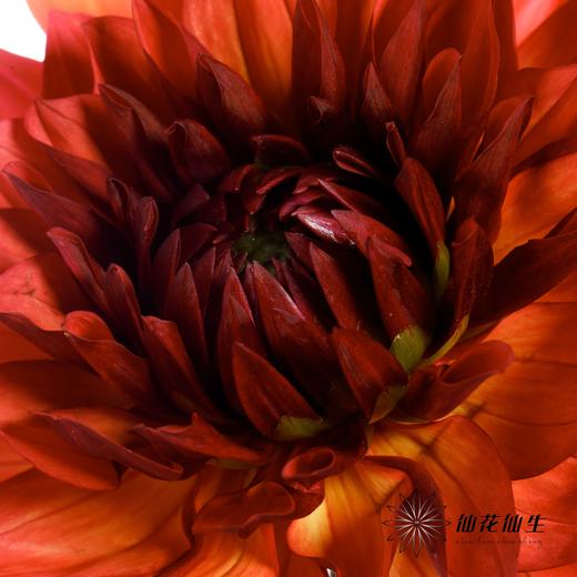 配花 | 大丽花魅力夫人 商品图4