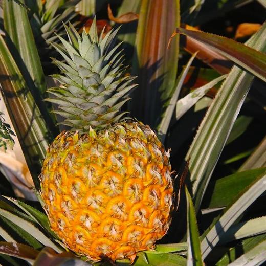 芒果凤梨 约1kg/个 商品图4