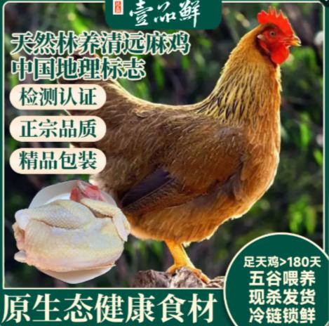 一品鲜清远鸡 足天 现杀发货 净重1.3千克以上 商品图0