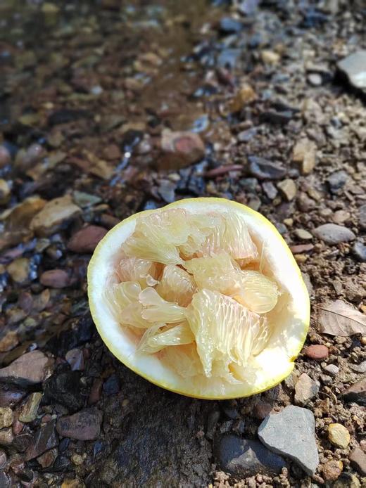 【生态种植云南青柚】口感清甜 水分饱满 好吃健康 生态种植无黑科技柚子！外观丑丑的介意慎拍 商品图14