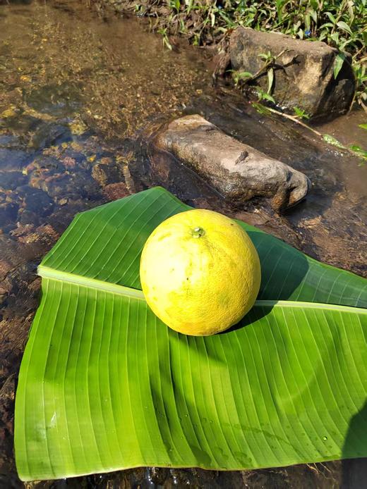 【生态种植云南青柚】口感清甜 水分饱满 好吃健康 生态种植无黑科技柚子！外观丑丑的介意慎拍 商品图9