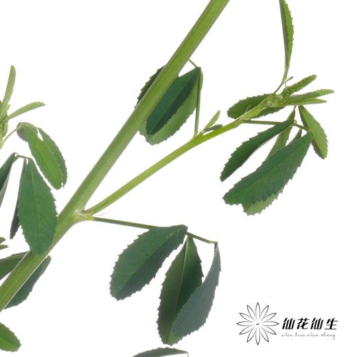 叶材 | 鼠刺 商品图3