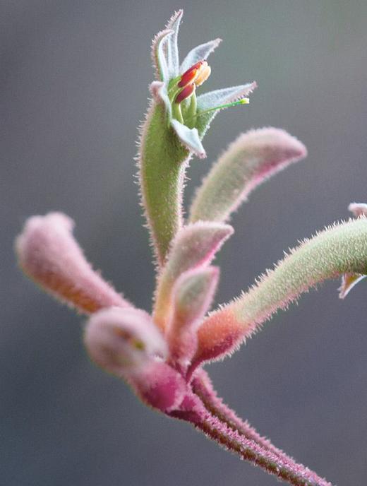 CEMOY澳诗茉晶耀立体紧致赋活抗皱眼霜20ml 商品图4