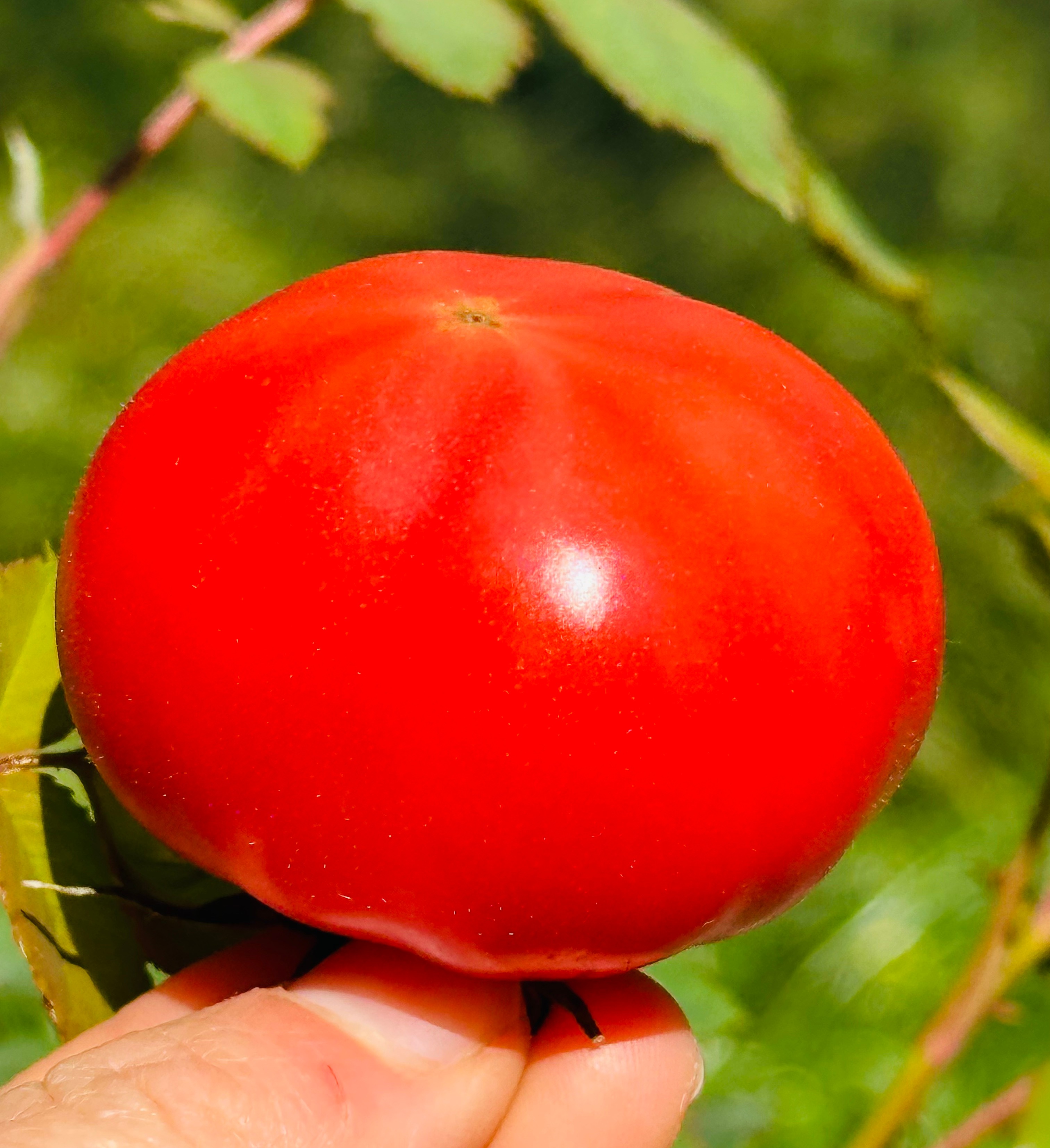 “佳垦炎梦番茄”🍅色泽晶莹，一口咬下去甘甜汁水在口内爆浆，香甜的滋味完全就是小时候菜园里面的味道这么神仙好吃的番茄你一定要尝尝~