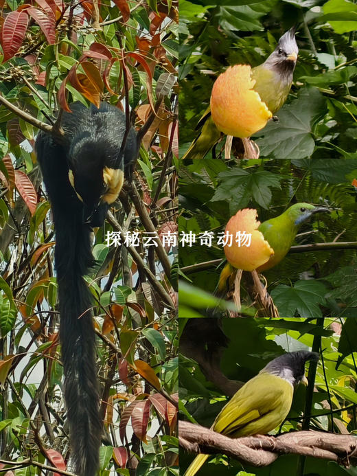 云南｜3.21-3.22怒江漂流徒步2天1晚，冬季碧蓝怒江/高黎贡山百花岭徒步/瀑布飞流季雨林/天然森林野温泉/双虹桥/潞江坝，趣野星球摄影师带队小团！ 商品图11