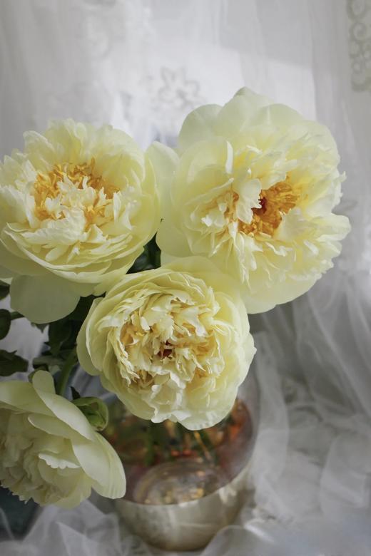 【预售！4.20起陆续发出】柠檬雪纺【人间四月天，芍药铺庭前】简小姐精选柠檬黄色新品 柠檬雪纺 2件包邮 顺丰空运 商品图5