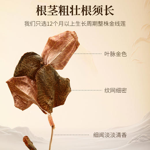 【精品礼盒装】金线莲整株原茶 福建漳州林下高品质金线莲 15项专业机构检测认证 0农残更安心 商品图6
