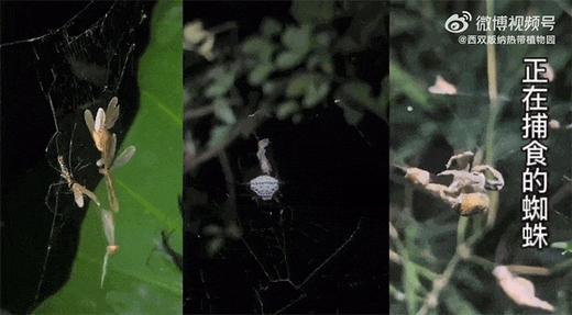 全新升级尊享西双版纳！住安纳塔拉+铂尔曼！科普导师+旅拍！中科院植物园/大象洗澡/傣寨... 商品图4