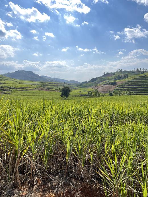 云南非遗原汁红糖——山野之间有甘甜 商品图2